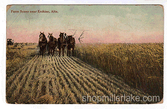 Farm Scene near Erskine, Alberta, Canada - Erskine, Alberta (AB)