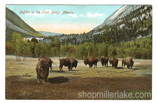 Buffalo in the Park, Banff, Alberta, Canada - Banff, Alberta (AB)