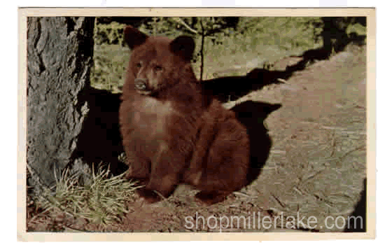 Bear Cub, Alberta, Canada - Canadian Rockies, Alberta (AB)
