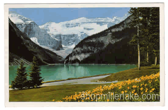 Iceland Poppies, Lake Louise, Alberta, Canada - Lake Louise, Alberta (AB)