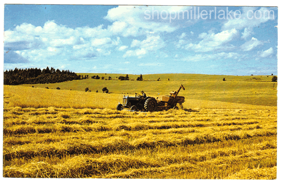 Harvesting Wheat, New Glasgow, PEI, Canada - New Glasgow, Prince Edward Island (PE)